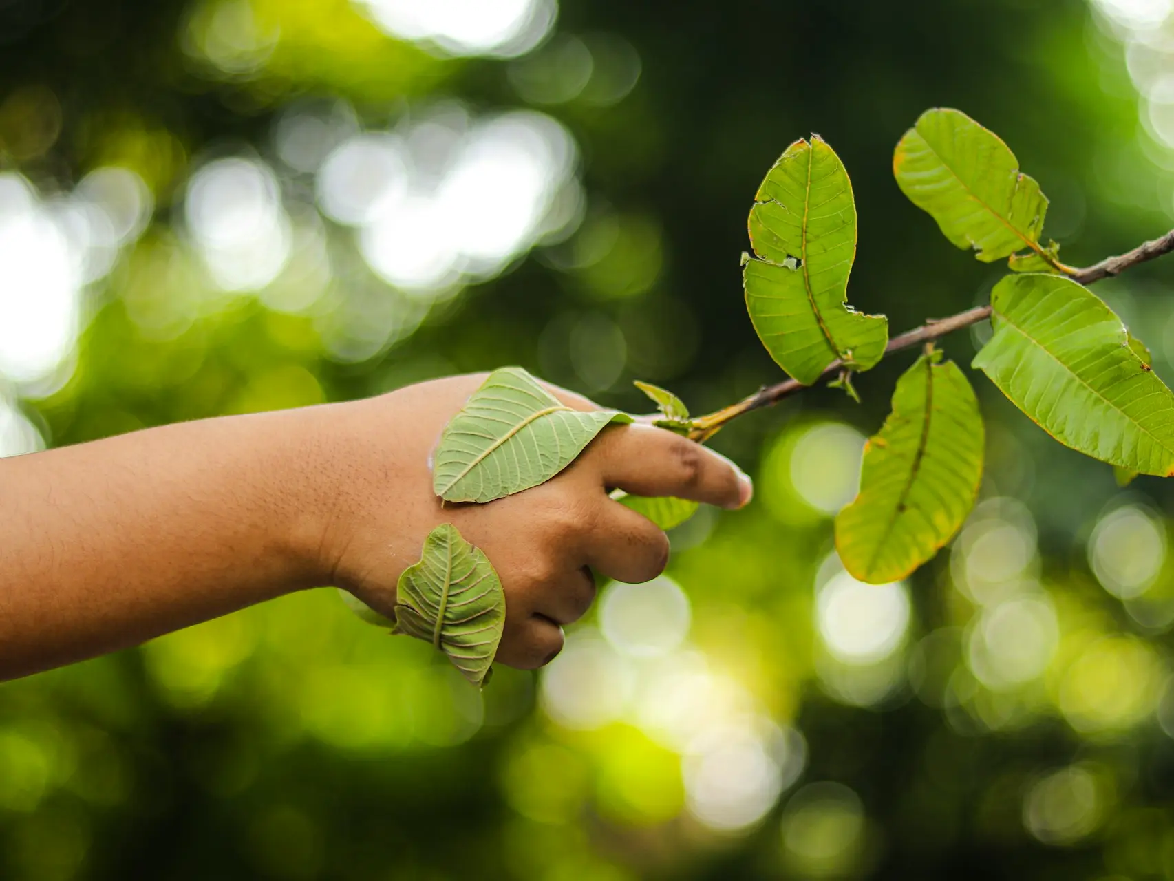 a person's hand holding a branch with leaves